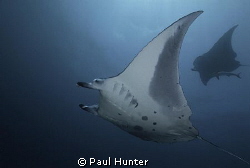 Diving with Mantas by Paul Hunter 